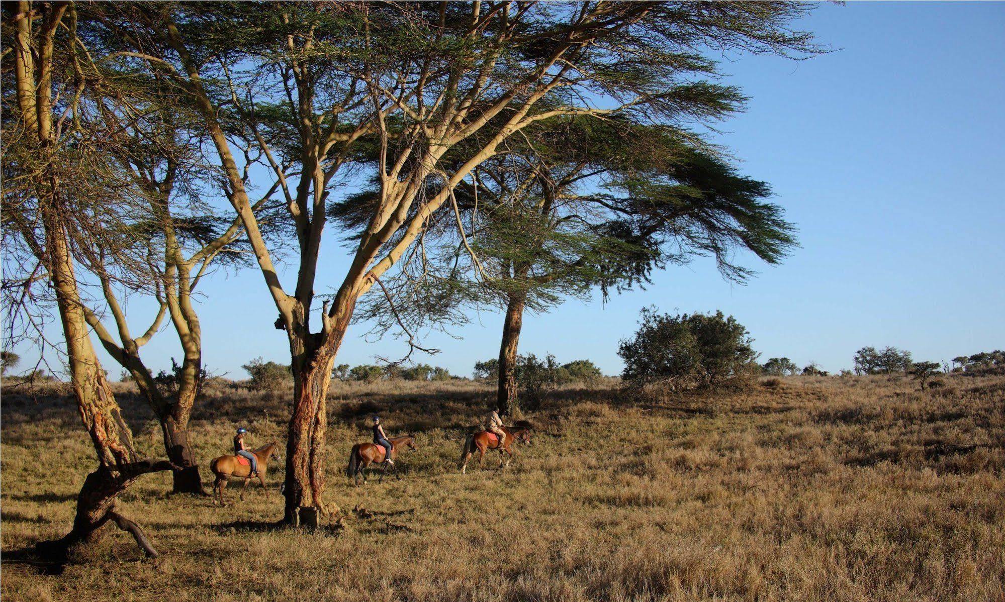 Elewana Lewa Safari Camp Ξενοδοχείο Timau Εξωτερικό φωτογραφία